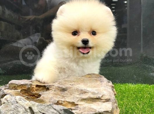Yurtdışından Getirilmiştir, Erkek, Microchipli Pomeranian Boo
