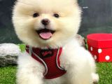 Özel Tüy Yapısı, Basık Suratlı Dişi Pomeranian Boo
