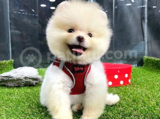 Özel Tüy Yapısı, Basık Suratlı Dişi Pomeranian Boo görsel
