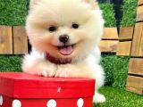 Özel tüy yapısı, basık suratlı dişi Pomeranian BOO