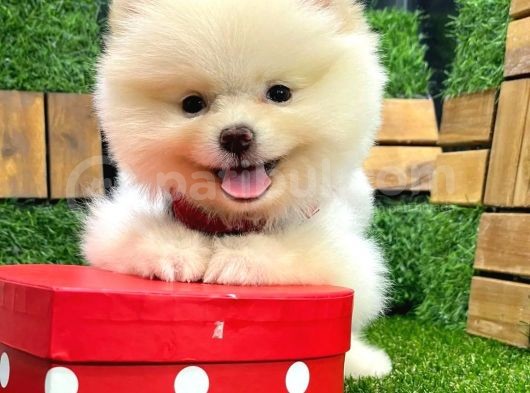 Özel Tüy Yapısı, Basık Suratlı Dişi Pomeranian Boo