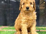 Harika Tüy Yapısına Sahip Erkek Toypoodle Yavrumuz