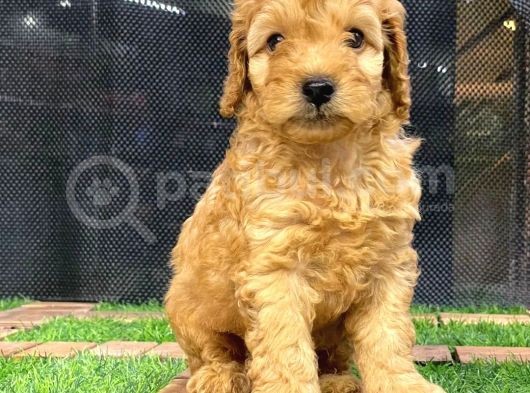 Harika Tüy Yapısına Sahip Erkek Toypoodle Yavrumuz görsel