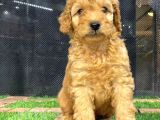 Harika Tüy Yapısına Sahip Erkek Toypoodle Yavrumuz