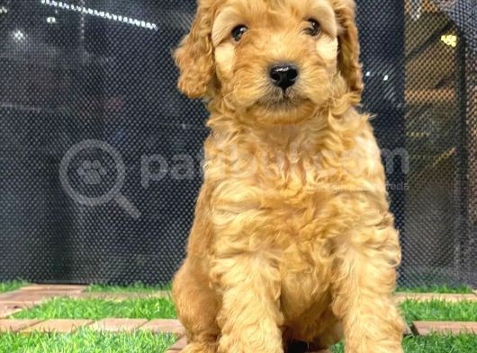 Harika Tüy Yapısına Sahip Erkek Toypoodle Yavrumuz görsel