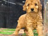 Harika tüy yapısına sahip Erkek ToyPoodle yavrumuz