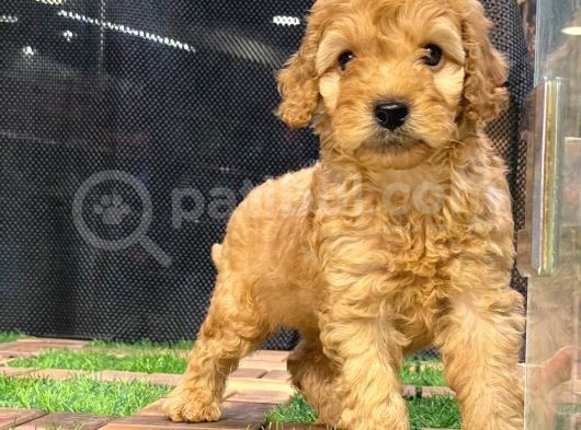 Harika Tüy Yapısına Sahip Erkek Toypoodle Yavrumuz