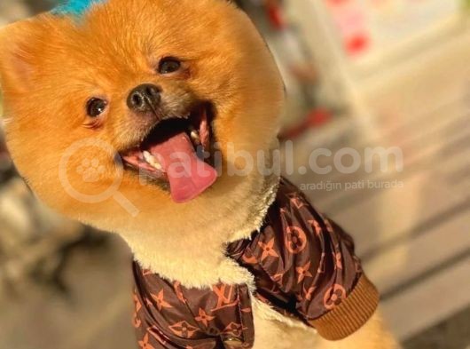 1 Yaşında, Harika Tatlılığa Sahip, Uygun Fiyat