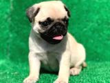 Evinizin Neşesi Pug Yavrularımız