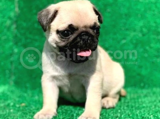 Evinizin Neşesi Pug Yavrularımız görsel