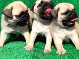 Evinizin Neşesi Pug Yavrularımız