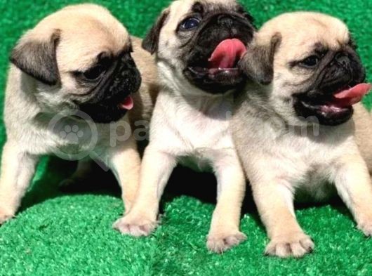 Evinizin Neşesi Pug Yavrularımız görsel