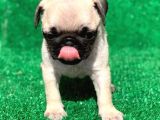 Evinizin neşesi Pug yavrularımız