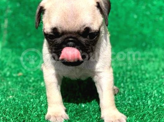 Evinizin Neşesi Pug Yavrularımız