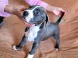 Amerikan Pitbull Teriyeri Yavru Köpekler