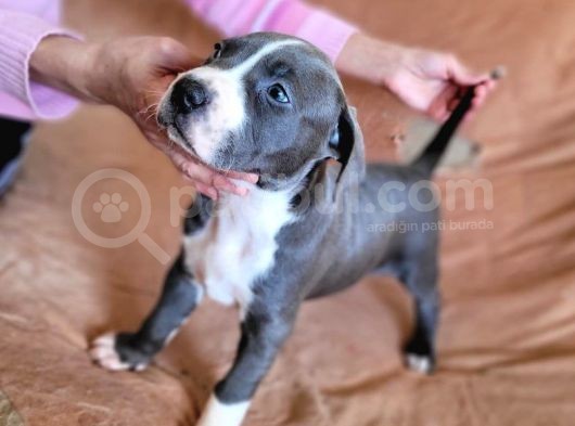 Amerikan Pitbull Teriyeri Yavru Köpekler görsel