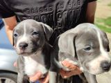 Amerikan Pitbull Teriyeri Yavru Köpekler