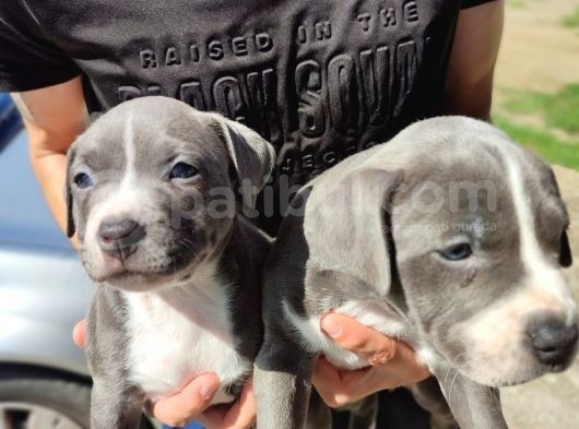 Amerikan Pitbull Teriyeri Yavru Köpekler görsel