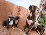 Amerikan Pitbull Teriyeri Yavru Köpekler