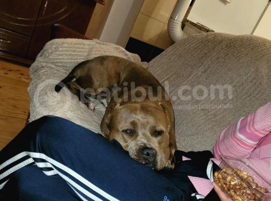 Amerikan Pitbull Teriyeri Yavru Köpekler görsel