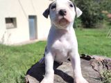 Amerikan PitBull Teriyeri yavru köpekler