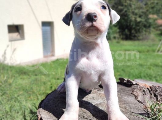 Amerikan Pitbull Teriyeri Yavru Köpekler