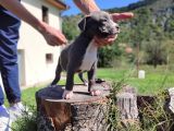 Amerikan Pitbull Teriyeri Yavru Köpekler