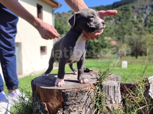 Amerikan Pitbull Teriyeri Yavru Köpekler görsel