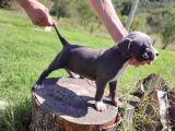 Amerikan Pitbull Teriyeri Yavru Köpekler