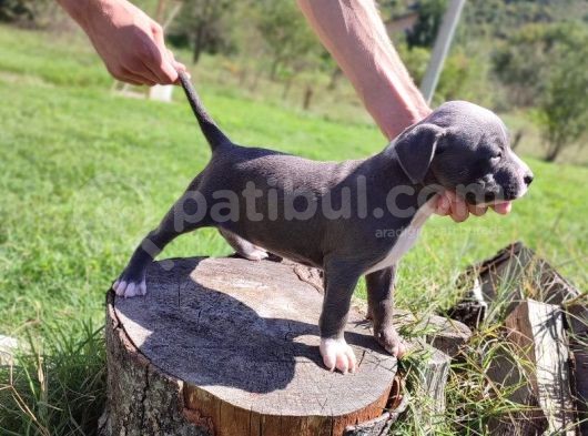 Amerikan Pitbull Teriyeri Yavru Köpekler görsel