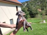 Amerikan Pitbull Teriyeri Yavru Köpekler