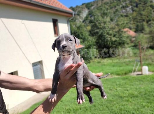 Amerikan Pitbull Teriyeri Yavru Köpekler görsel