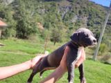 Amerikan Pitbull Teriyeri Yavru Köpekler