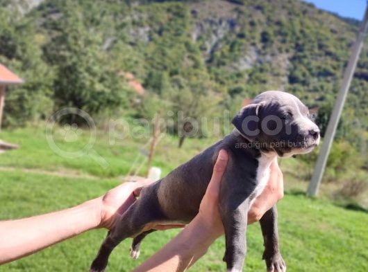 Amerikan Pitbull Teriyeri Yavru Köpekler görsel