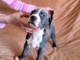 Amerikan Pitbull Teriyeri Yavru Köpekler