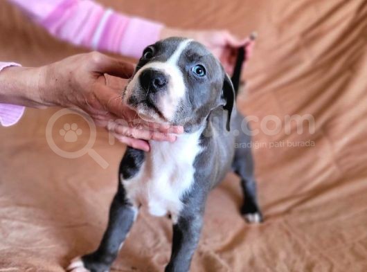 Amerikan Pitbull Teriyeri Yavru Köpekler görsel