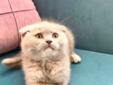 British Shorthair ve Scottish Fold Bebeklerimiz