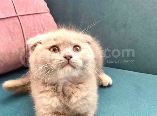 British Shorthair Ve Scottish Fold Bebeklerimiz