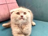 British Shorthair Ve Scottish Fold Bebeklerimiz