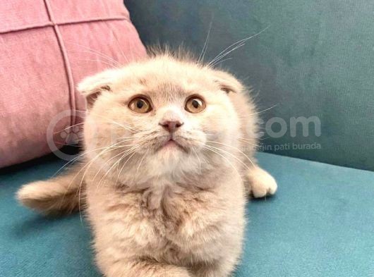 British Shorthair Ve Scottish Fold Bebeklerimiz görsel