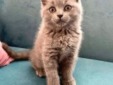 British Shorthair Ve Scottish Fold Bebeklerimiz
