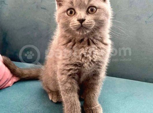British Shorthair Ve Scottish Fold Bebeklerimiz görsel