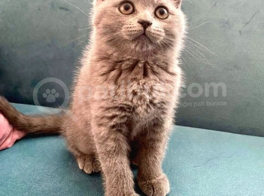 British Shorthair Ve Scottish Fold Bebeklerimiz görsel