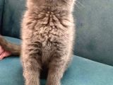 British Shorthair Ve Scottish Fold Bebeklerimiz