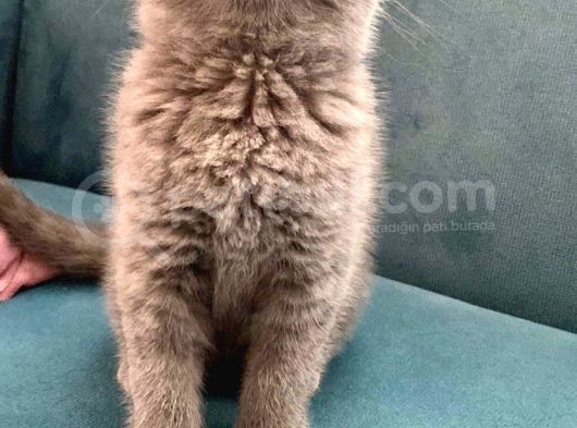 British Shorthair Ve Scottish Fold Bebeklerimiz görsel