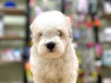 Pamuk Gibi Maltese Terrier Bebeklerimiz