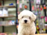 Pamuk Gibi Maltese Terrier Bebeklerimiz
