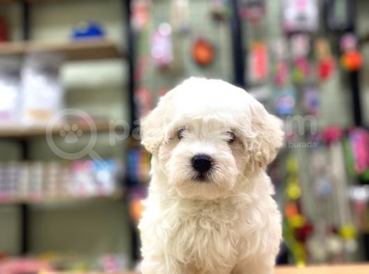 Pamuk Gibi Maltese Terrier Bebeklerimiz
