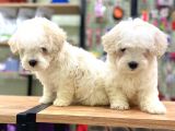 Pamuk Gibi Maltese Terrier Bebeklerimiz