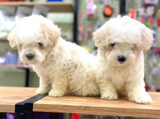 Pamuk Gibi Maltese Terrier Bebeklerimiz görsel